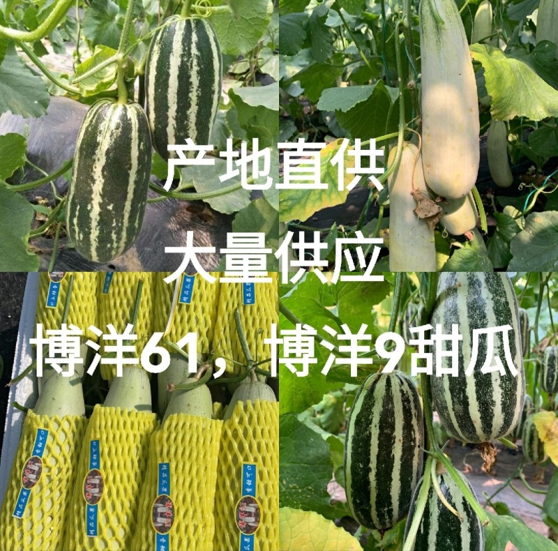 【推荐商家】博洋甜瓜山东莘县博洋9号甜瓜全国发货来电