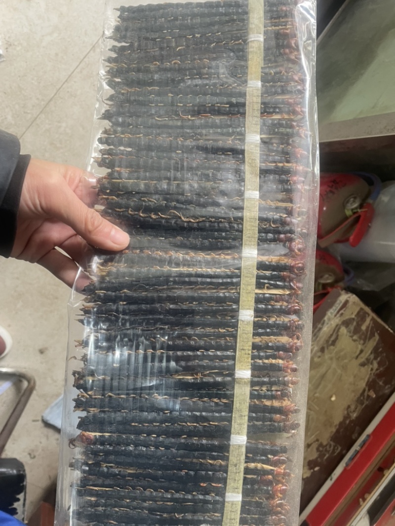 蜈蚣中药干蜈蚣实物拍摄蜈蚣正品