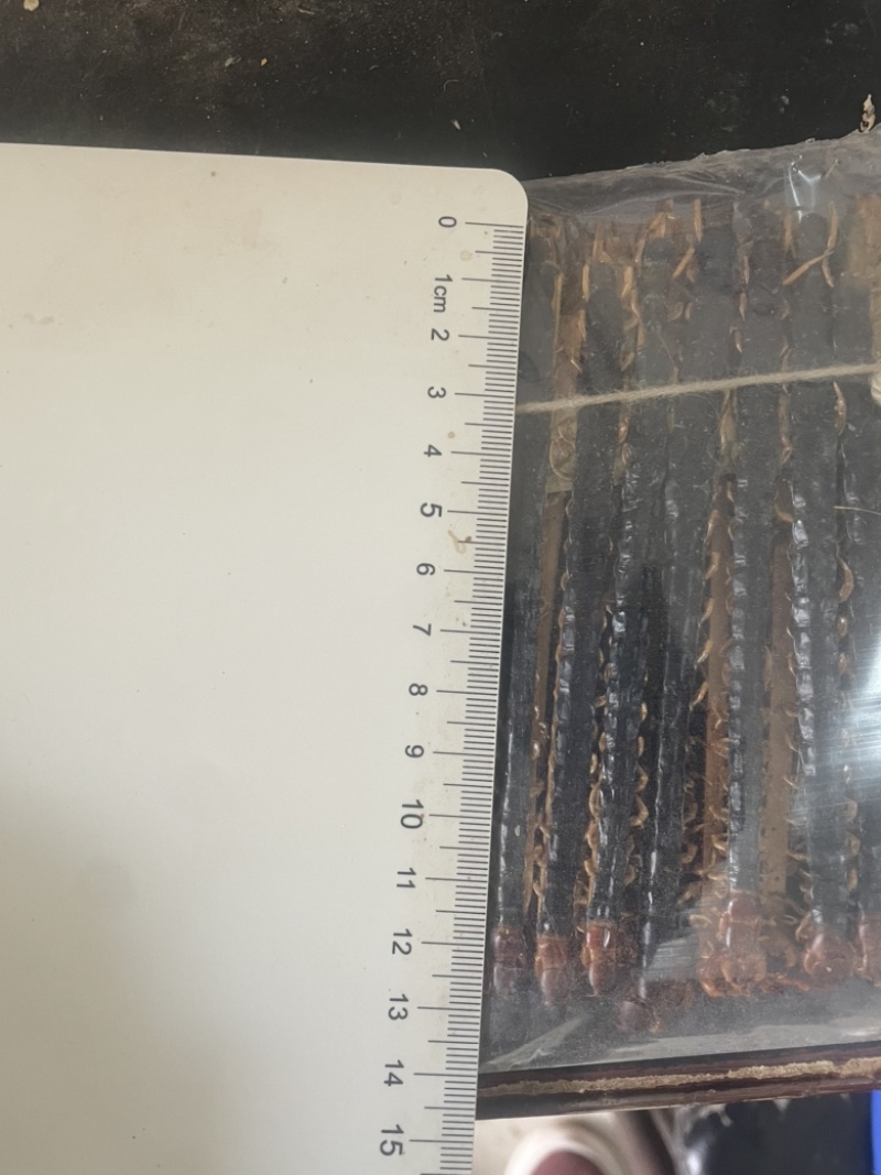 蜈蚣中药干蜈蚣实物拍摄蜈蚣正品