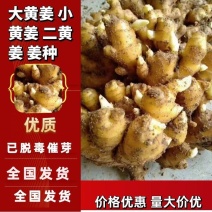 山东姜种大量有货销售，产量高，提供种植技术，包回收