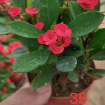 虎刺梅