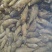 野生冬笋江西现挖现卖春笋新鲜刚挖的冬笋黄泥笋批发通货