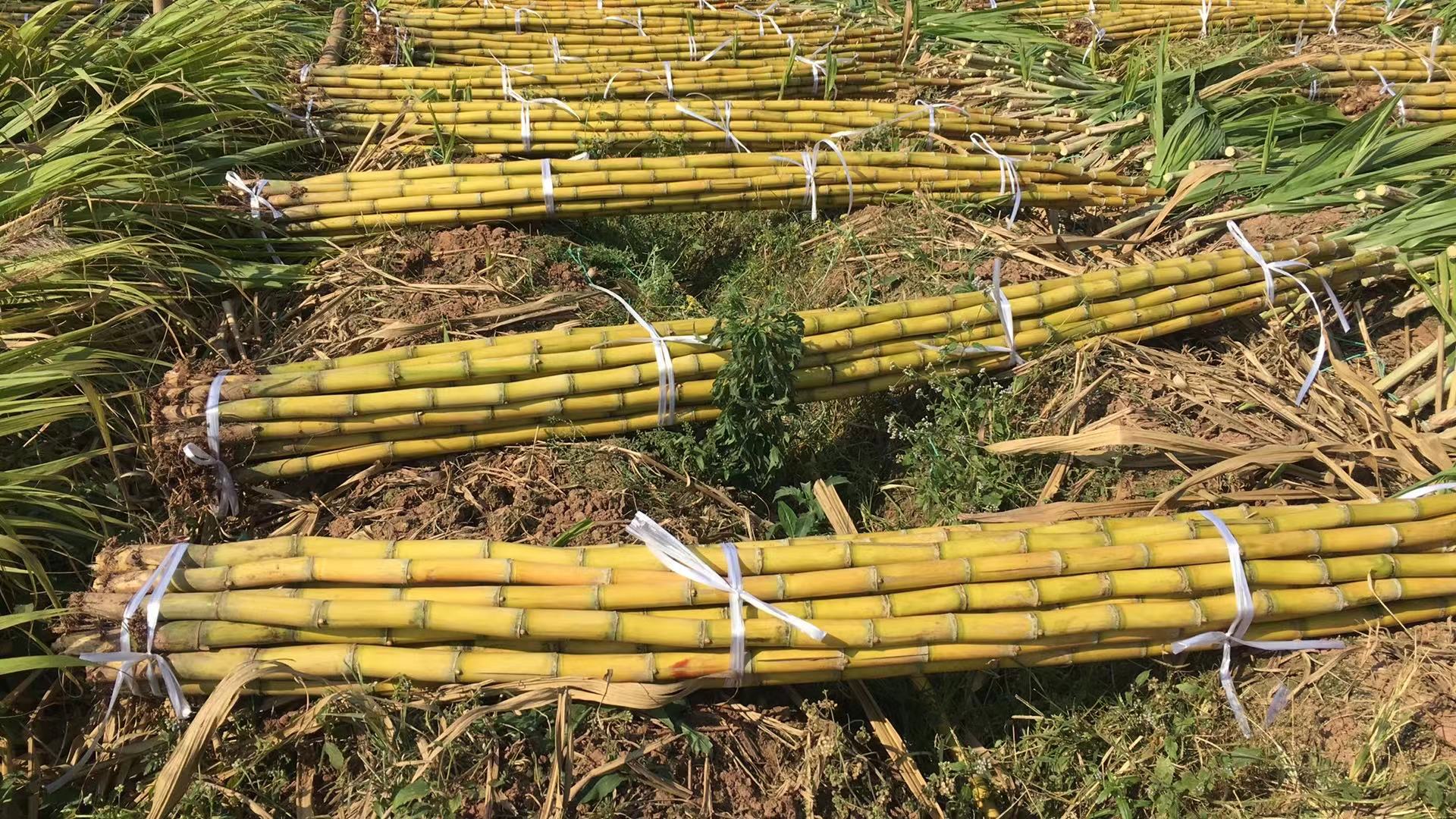 甘蔗田间堆放示意图