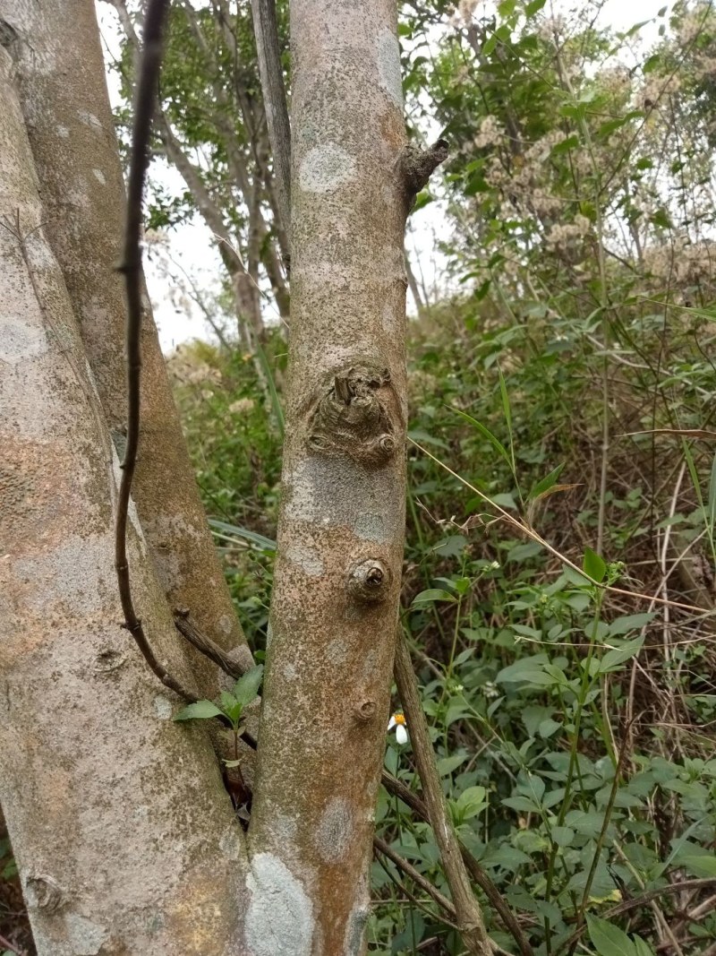 十年沉香木