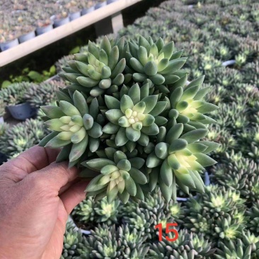 玉珠帘多肉植物