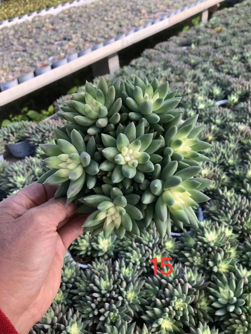 玉珠帘多肉植物