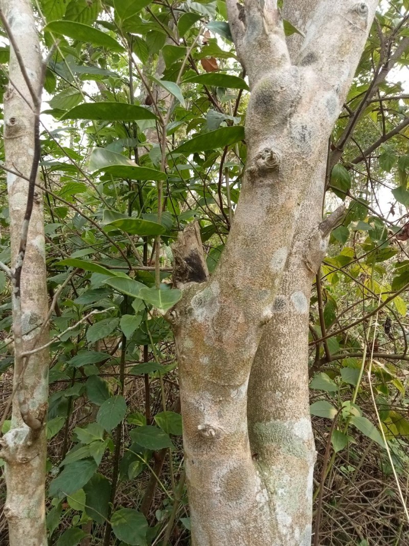 十年沉香木