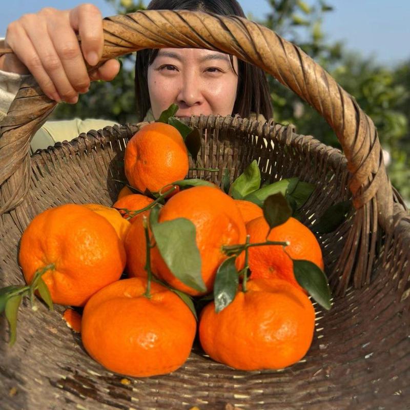 四川汉源甘平柑橘大量供应，皮薄多汁，欢迎咨询，量大从优