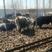 荷斯坦公牛养殖基地货源价格公道品质好欢迎电联采购