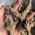 生地无硫生地个生地黄个生地片有个有片生地黄片实拍