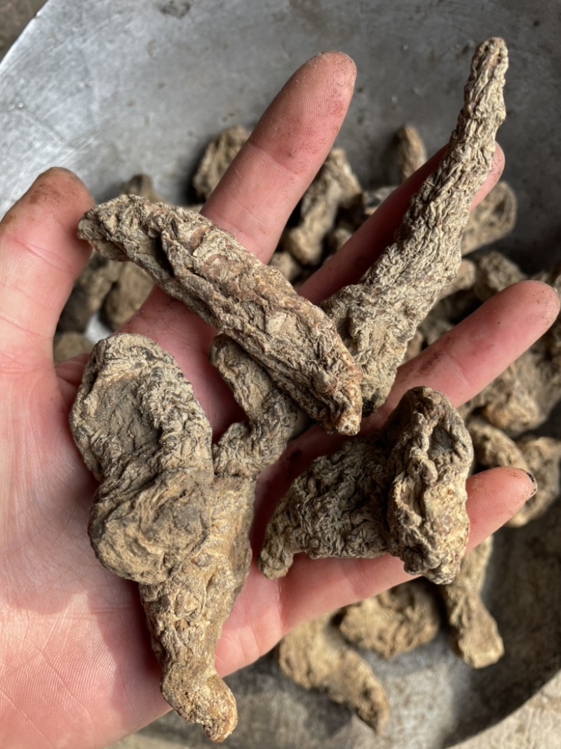 生地无硫生地个生地黄个生地片有个有片生地黄片实拍