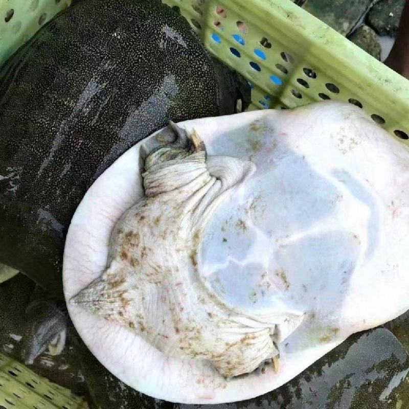 纯源头养殖，优质肥美生态甲鱼，全身是宝，品质保障。