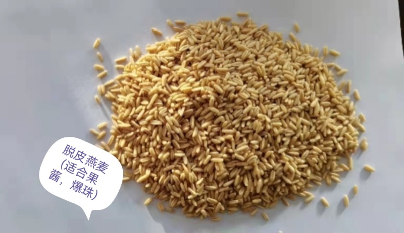 常年大量供应有机燕麦