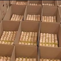 大量收购鸡蛋每天6千-2万箱，有货源朋友洽谈合做。