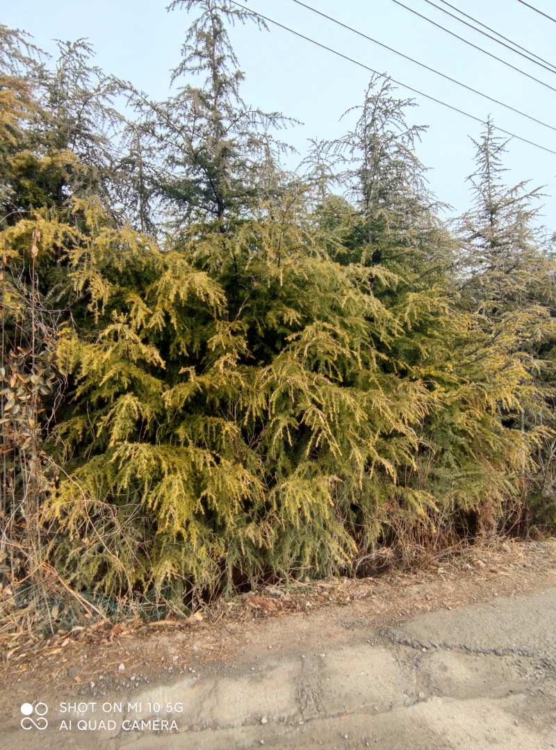 2.5米-8米绿化工程苗木雪松