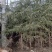 2.5米-8米绿化工程苗木雪松