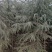 2.5米-8米绿化工程苗木雪松