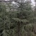 2.5米-8米绿化工程苗木雪松