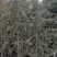 2.5米-8米绿化工程苗木雪松