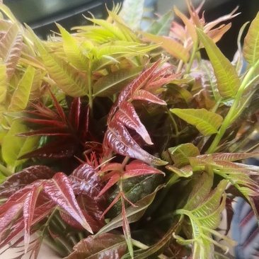 好山好水，大棚鲜香椿芽