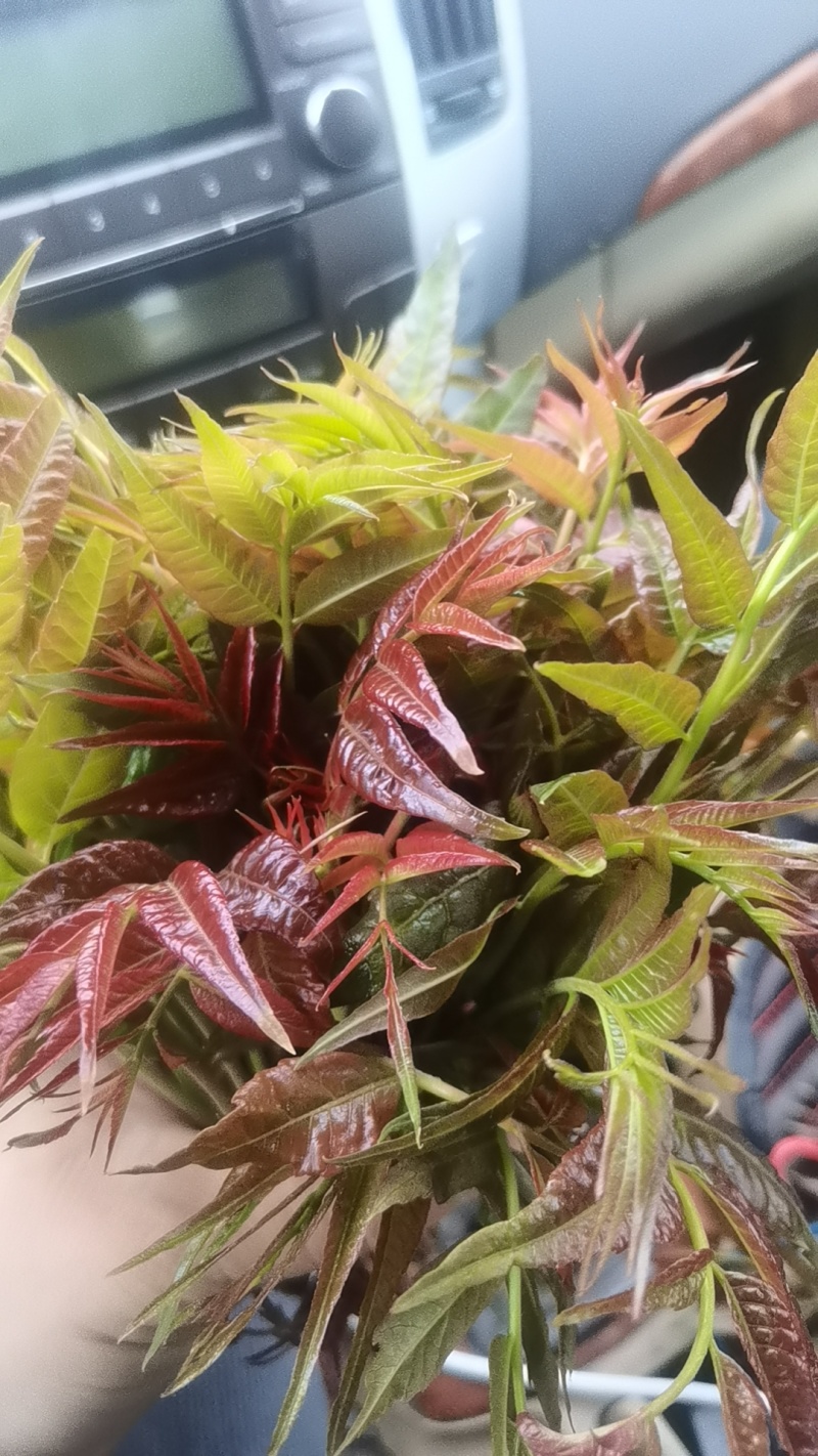 好山好水，大棚鲜香椿芽