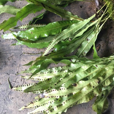 先摘纯野生肾精茶