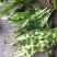 先摘纯野生肾精茶