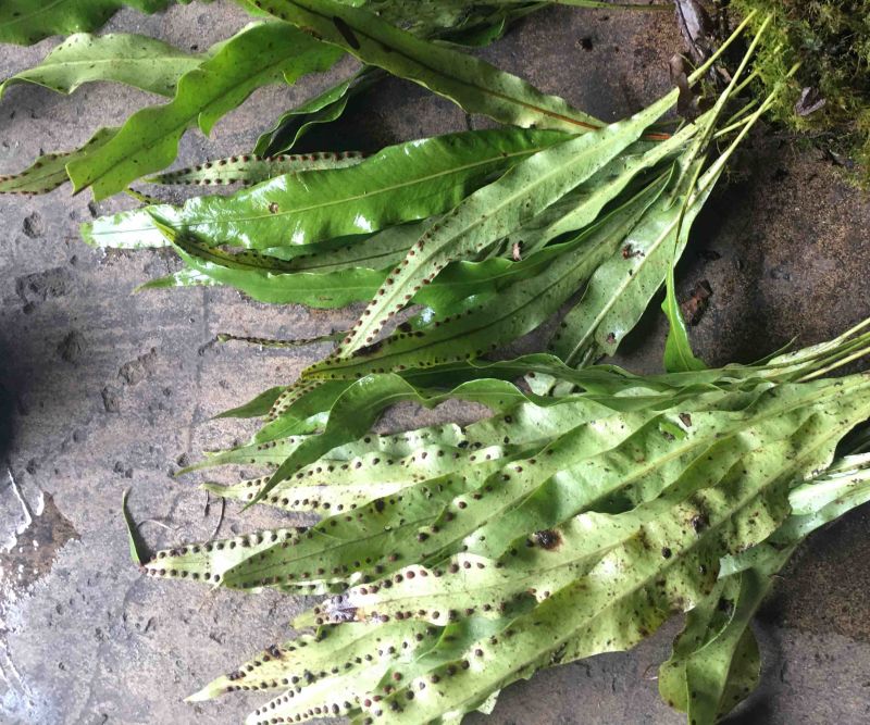 先摘纯野生肾精茶