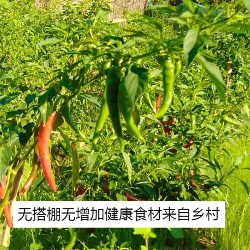 乡村无搭棚分季节应季辣椒干朝天椒小米椒干