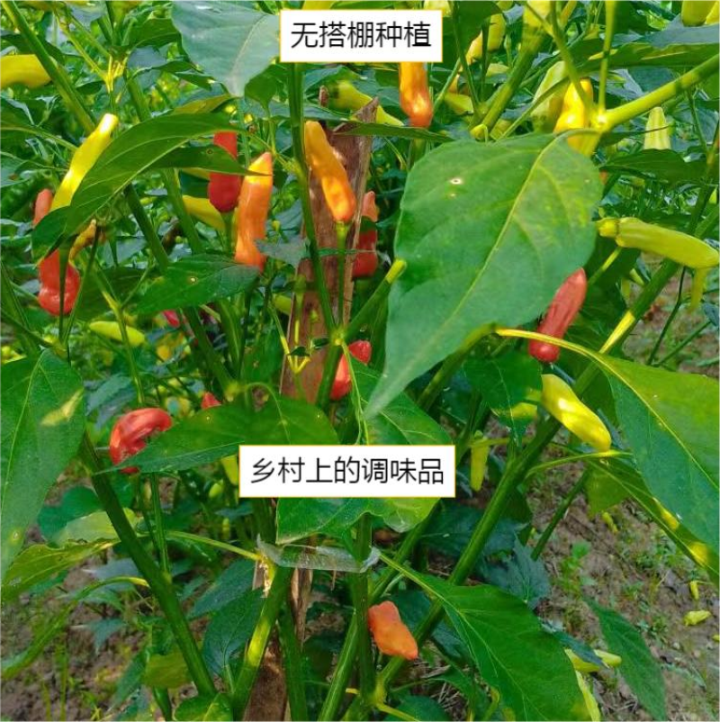 乡村无搭棚分季节应季辣椒干朝天椒小米椒干