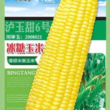 甜玉米种子冰糖玉米香甜水果玉米大穗型口感好春夏秋多用