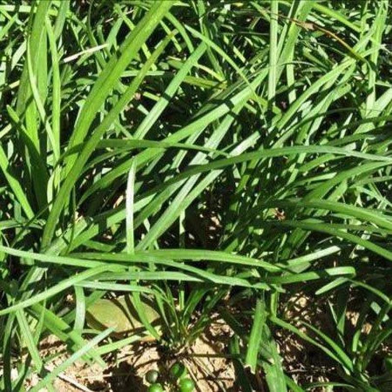 :细叶沿阶草