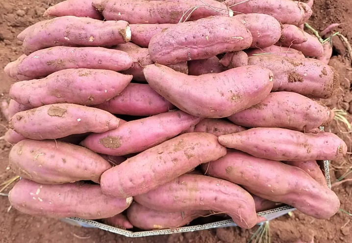 热气腾腾的烤红薯摊位前,一位顾客正拿着刚出炉的红薯,表面焦香诱人,背景为秋日街头景象 烤红薯美食图