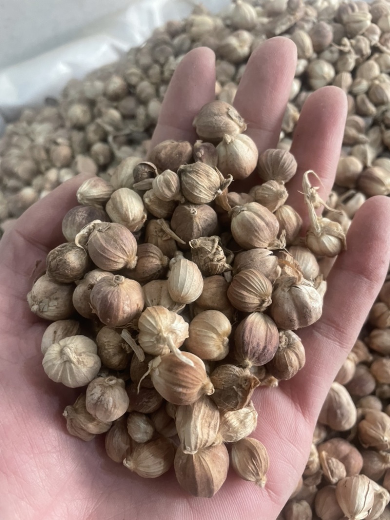 白豆蔻白蔻白豆寇干货白寇实物拍摄保庆药业批发