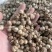 白豆蔻白蔻白豆寇干货白寇实物拍摄保庆药业批发