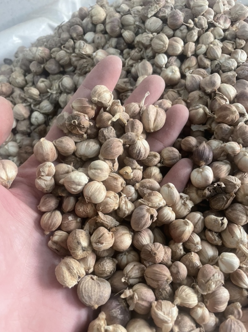 白豆蔻白蔻白豆寇干货白寇实物拍摄保庆药业批发