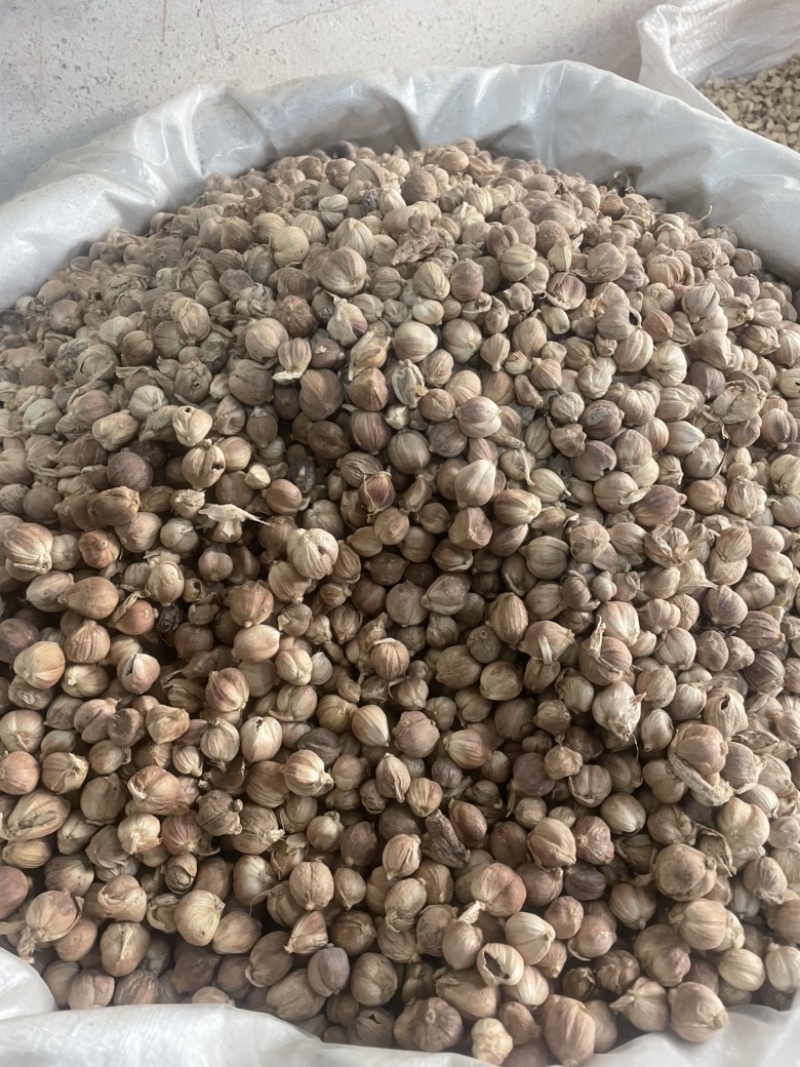 白豆蔻白蔻白豆寇干货白寇实物拍摄保庆药业批发
