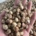白豆蔻白蔻白豆寇干货白寇实物拍摄保庆药业批发