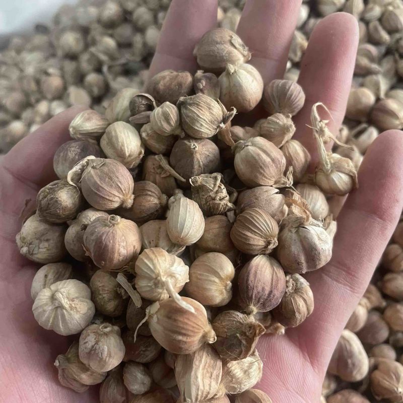 白豆蔻白蔻白豆寇干货白寇实物拍摄保庆药业批发