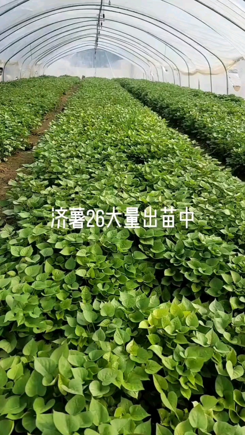 产地直供，山东脱毒板栗薯苗，大田苗，拔苗均有，欢迎选购