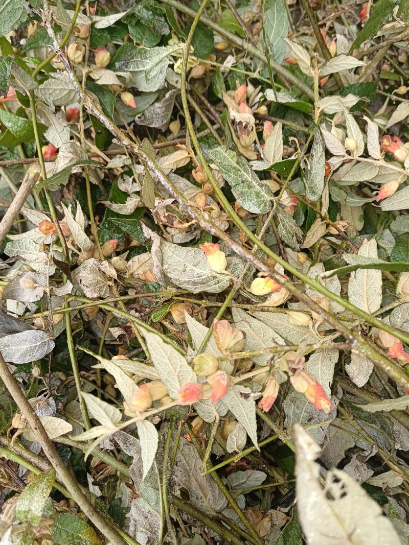 密桶花，来将滕，蜂糖罐又名：蜜糖罐、蜂糖花、蜜桶花、猫花