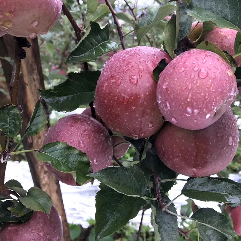 丑苹果冰糖心孕妇水果