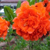 花石榴