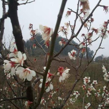 乌梅花