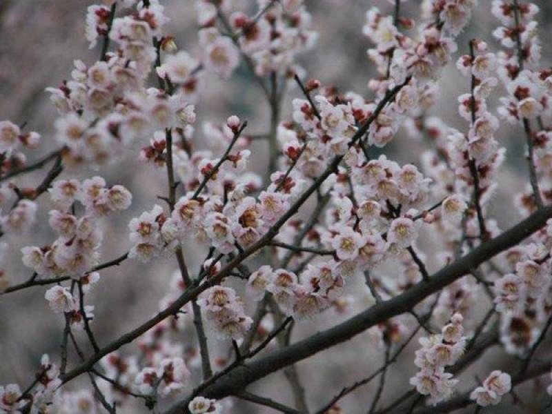 乌梅花
