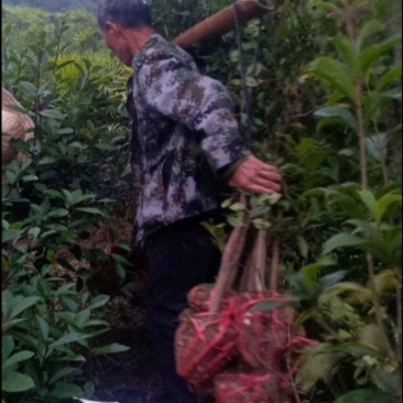 蚊母