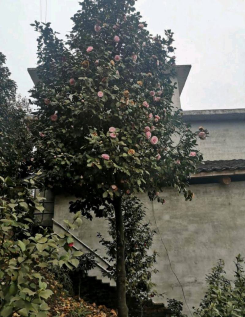 茶花