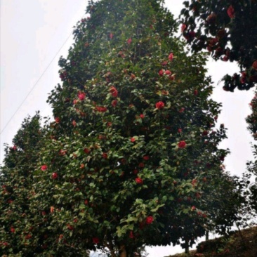 茶花