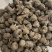 天雄保真保量包邮1公斤也是批发炮附子