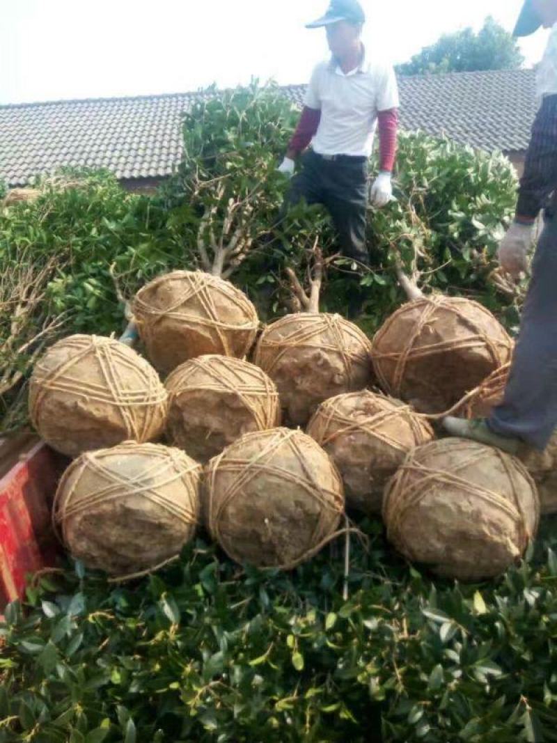 桂花树